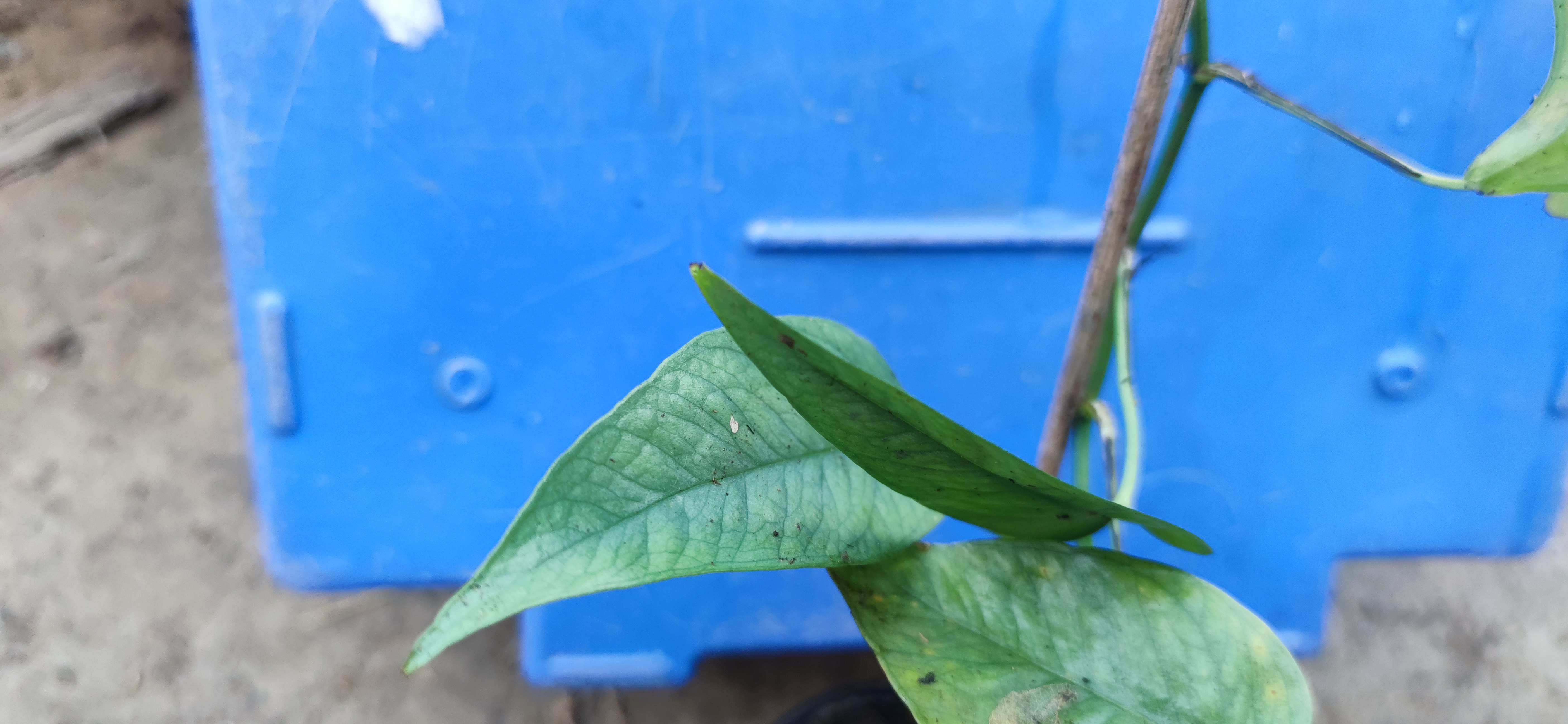 Epipremnum pinnatum "Cebu blue"