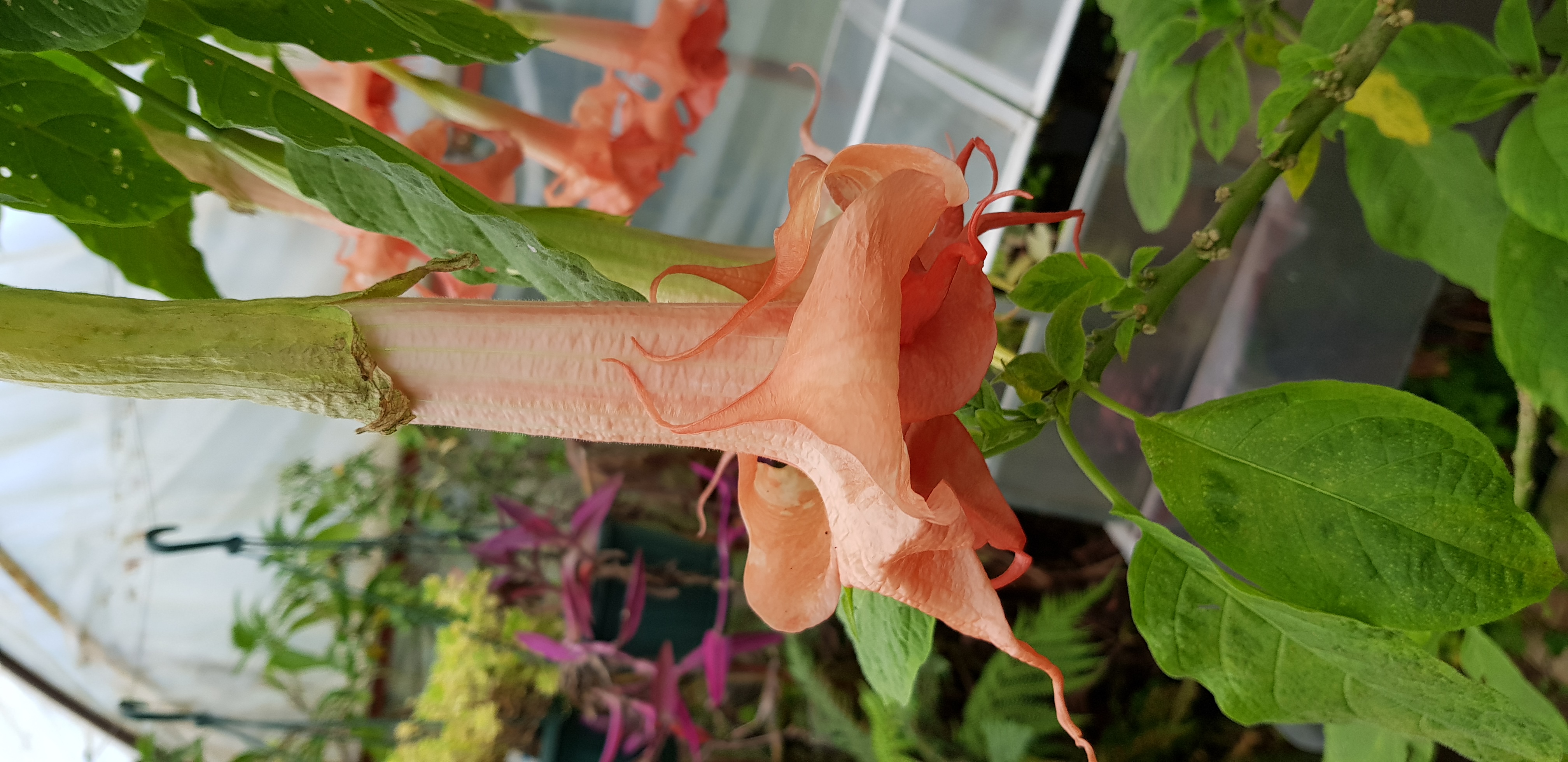DUGVÁNY! Brugmansia 'Pink perfection variegata' 