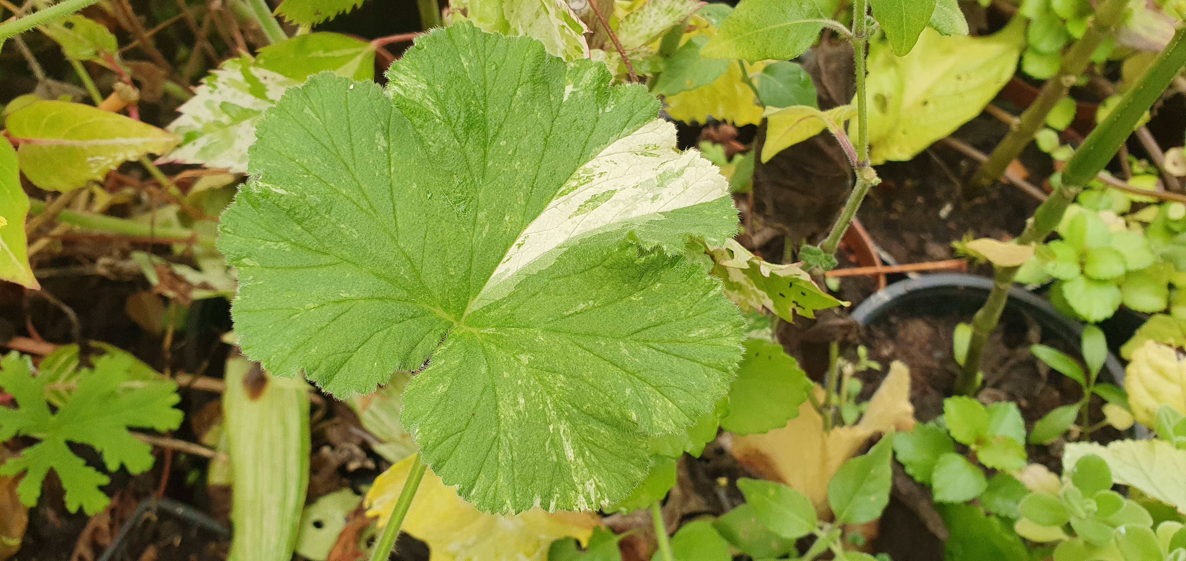 Pelargonium 'Snowflake' citromos-mentás illatú