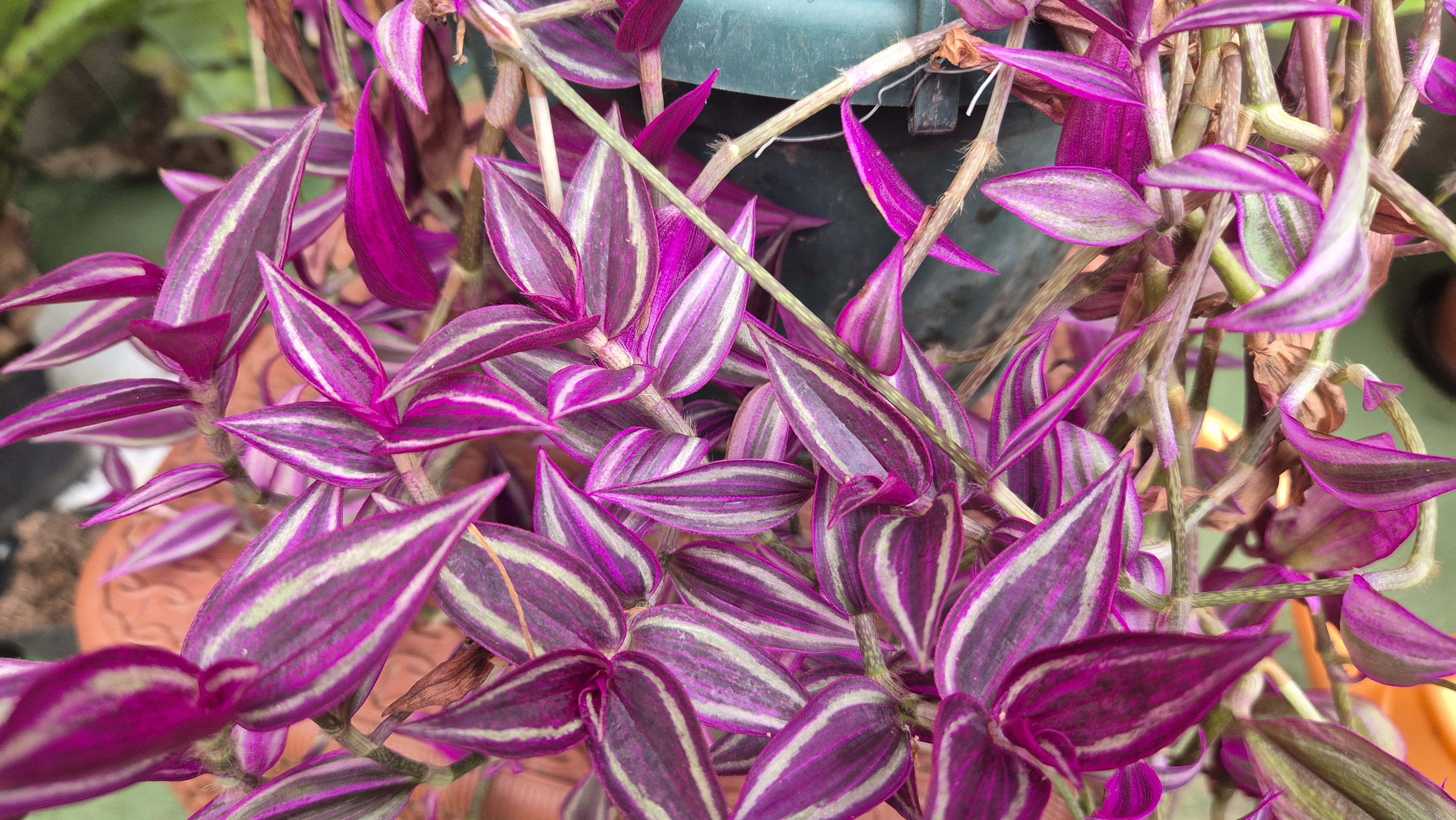 Tradescantia 'Pink paradise' 2 dugvány