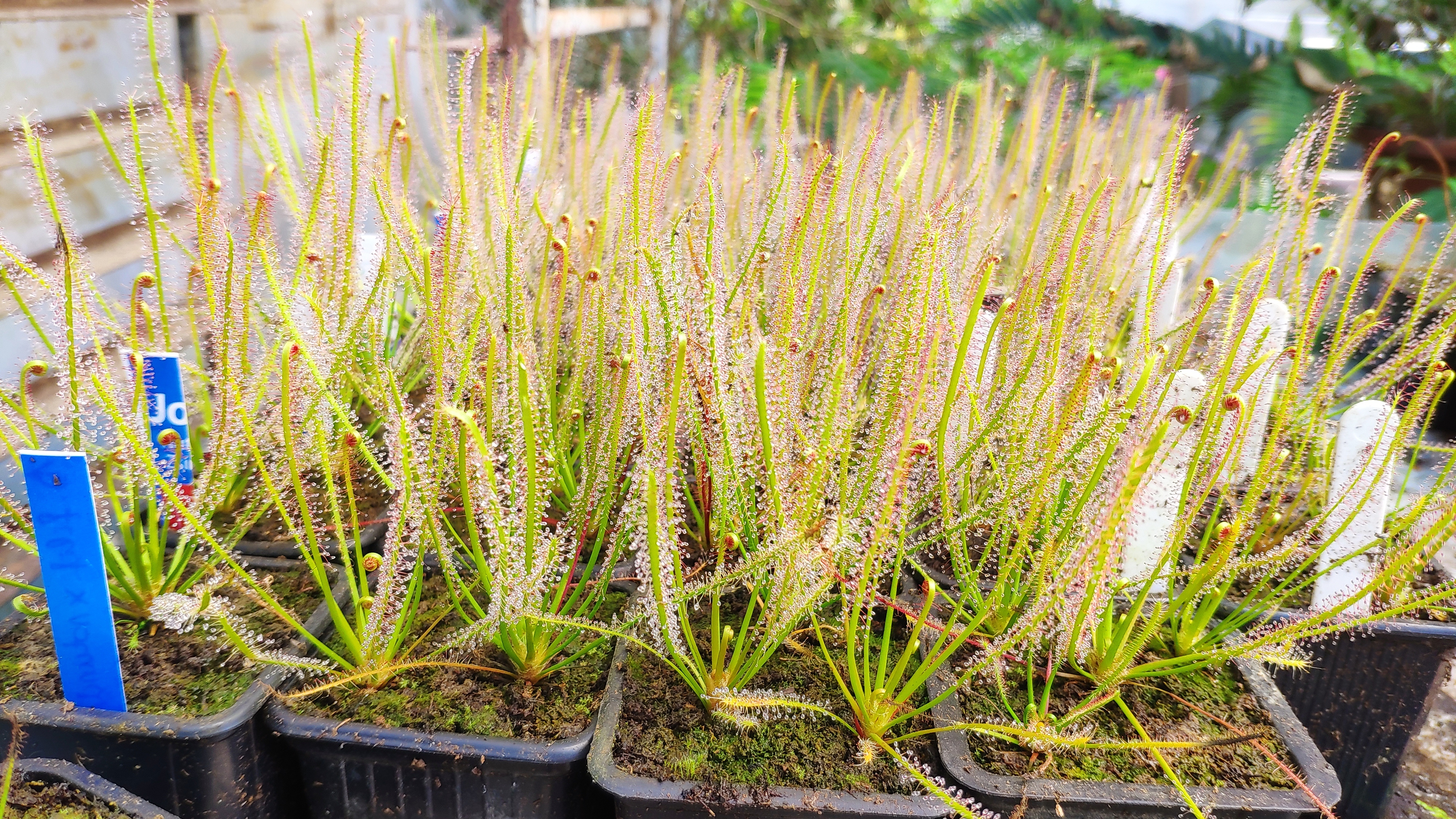 Drosera x hybrida (Drosera intermedia x filiformis 'New Jersey')